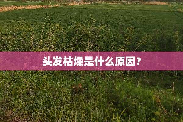 头发枯燥是什么原因？