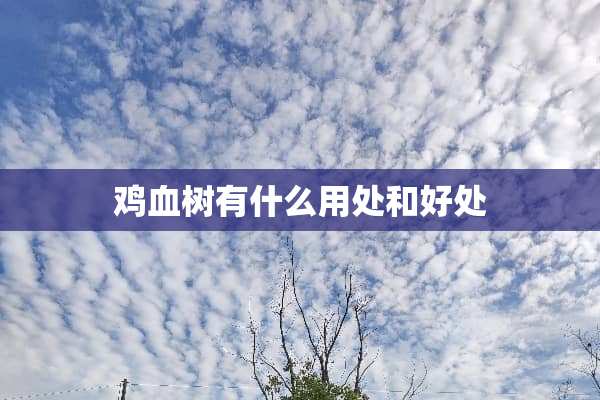 鸡血树有什么用处和好处