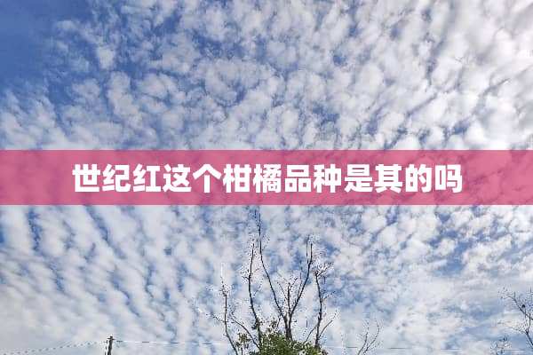 世纪红这个柑橘品种是其的吗