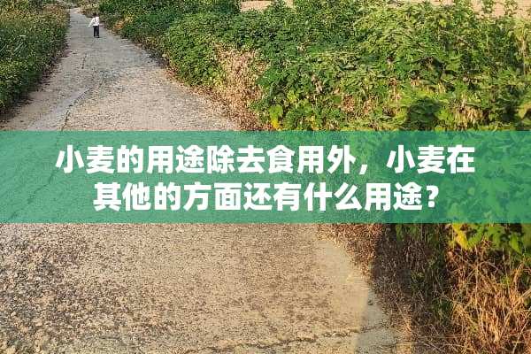 小麦的用途除去食用外，小麦在其他的方面还有什么用途？