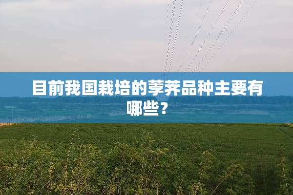 目前我国栽培的荸荠品种主要有哪些？