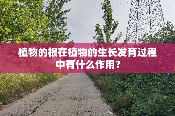 植物的根在植物的生长发育过程中有什么作用？