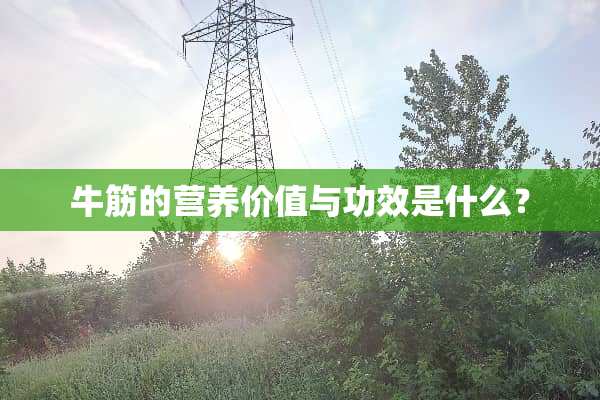 牛筋的营养价值与功效是什么？