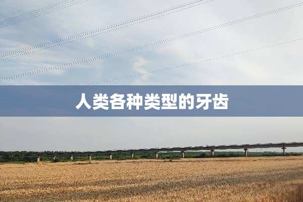 人类各种类型的牙齿