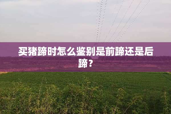 买猪蹄时怎么鉴别是前蹄还是后蹄？
