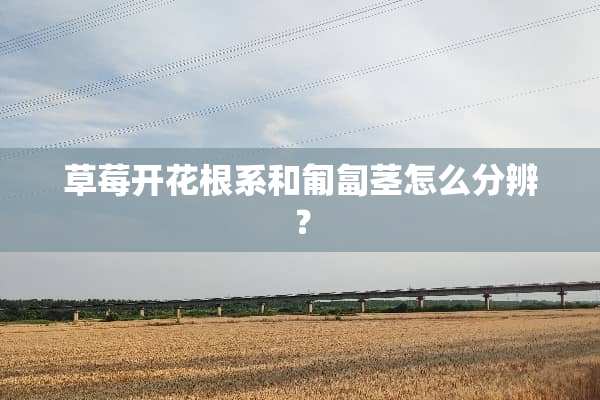 草莓开花根系和匍匐茎怎么分辨？