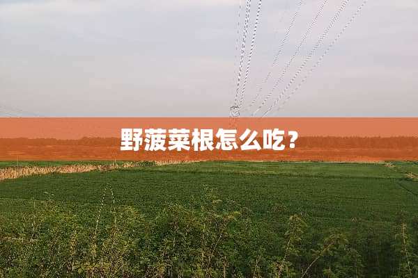 野菠菜根怎么吃？