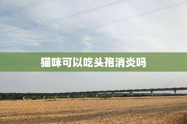 猫咪可以吃头孢消炎吗