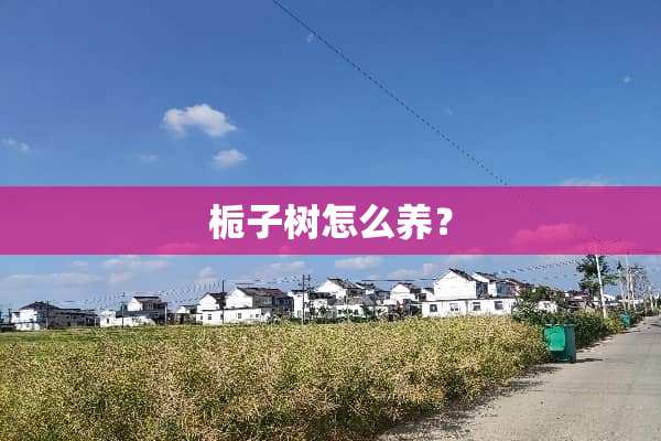 栀子树怎么养？