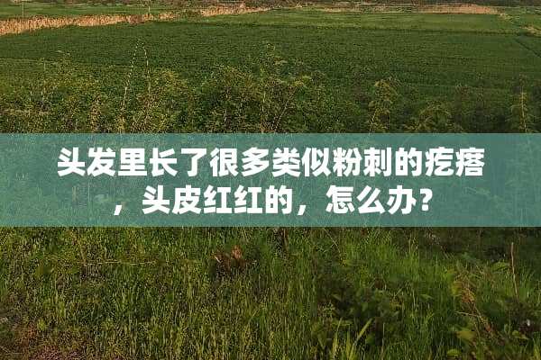 头发里长了很多类似粉刺的疙瘩，头皮红红的，怎么办？