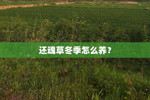 还魂草冬季怎么养？