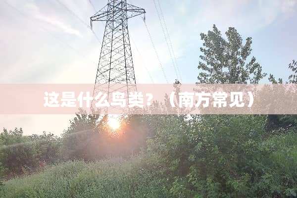 这是什么鸟类？（南方常见）