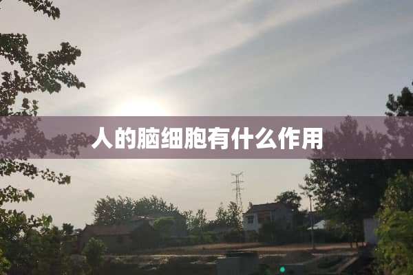 人的脑细胞有什么作用