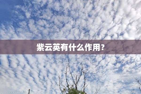 紫云英有什么作用？