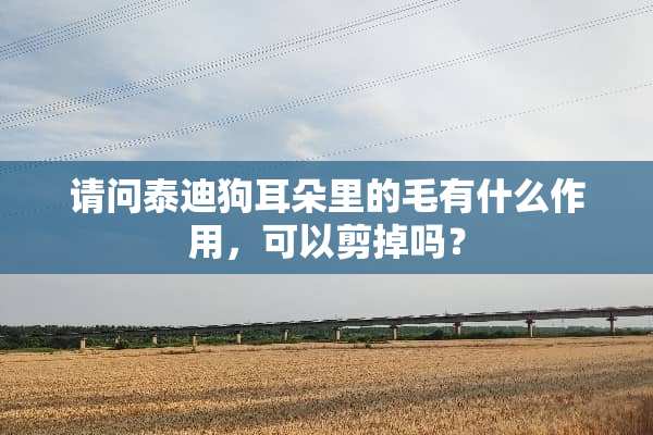 请问泰迪狗耳朵里的毛有什么作用，可以剪掉吗？