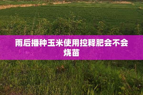 雨后播种玉米使用控释肥会不会烧苗