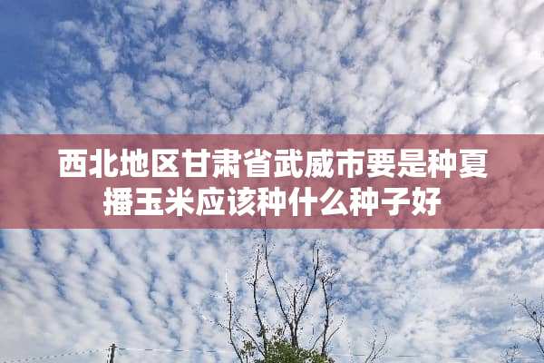 西北地区甘肃省武威市要是种夏播玉米应该种什么种子好