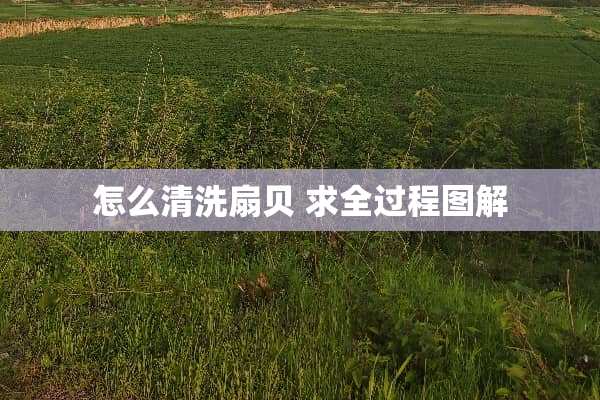 怎么清洗扇贝 求全过程图解