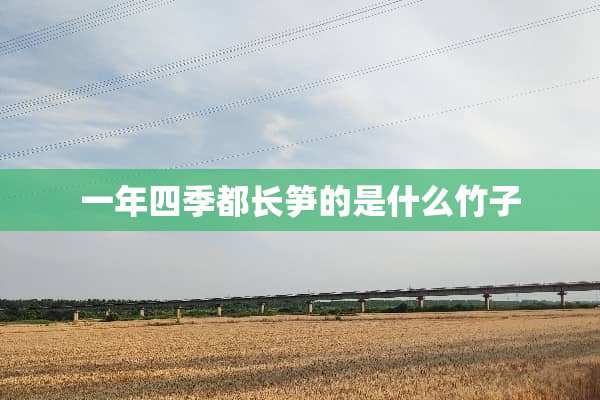 一年四季都长笋的是什么竹子