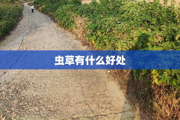 虫草有什么好处