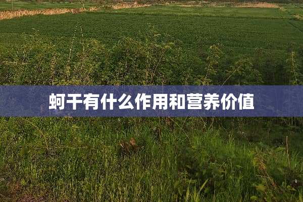 蚵干有什么作用和营养价值