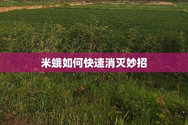 米蛾如何快速消灭妙招