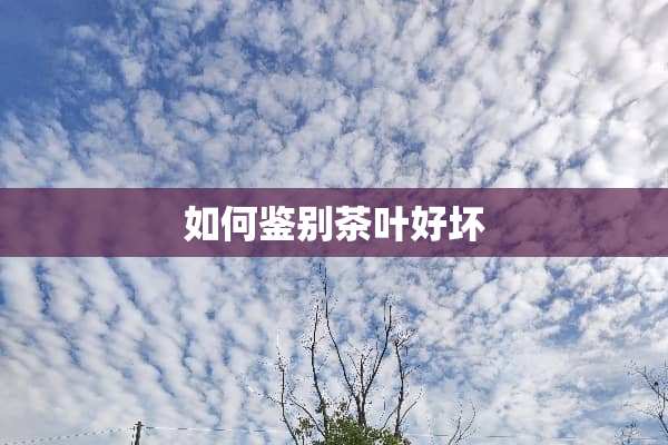 如何鉴别茶叶好坏