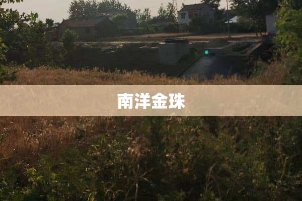 南洋金珠