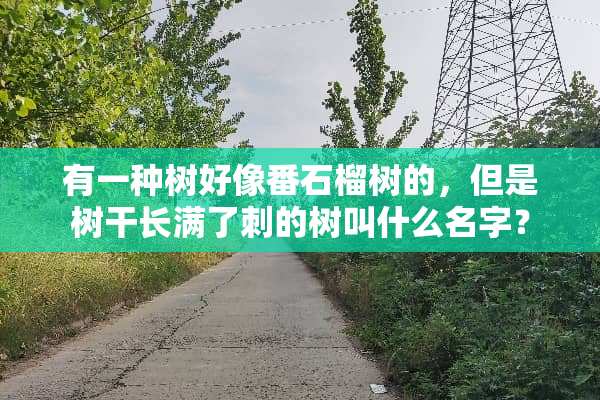 有一种树好像番石榴树的，但是树干长满了刺的树叫什么名字？