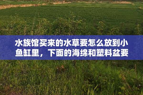 水族馆买来的水草要怎么放到小鱼缸里，下面的海绵和塑料盆要拿掉吗？