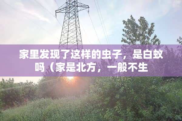 家里发现了这样的虫子，是白蚁吗（家是北方，一般不生