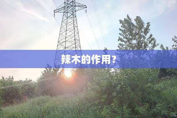 辣木的作用？