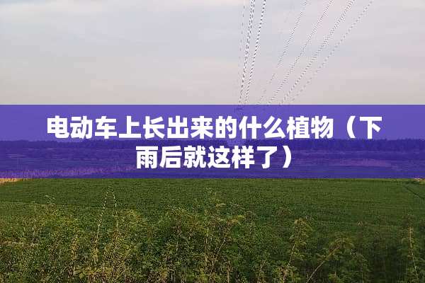 电动车上长出来的什么植物（下雨后就这样了）