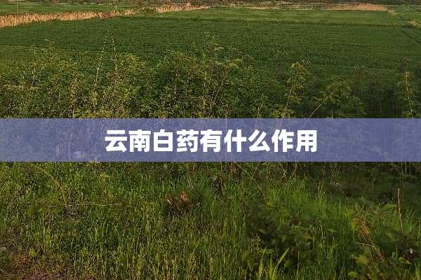 云南白药有什么作用