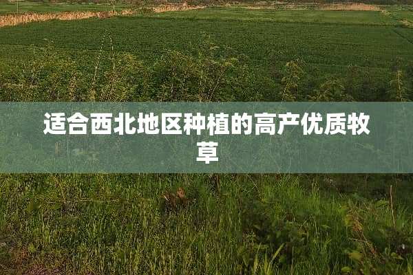 适合西北地区种植的高产优质牧草