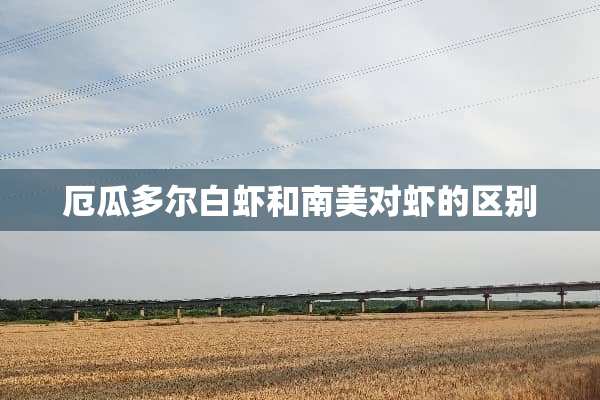 厄瓜多尔白虾和南美对虾的区别