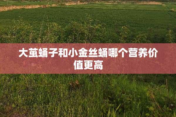 大茧蛹子和小金丝蛹哪个营养价值更高