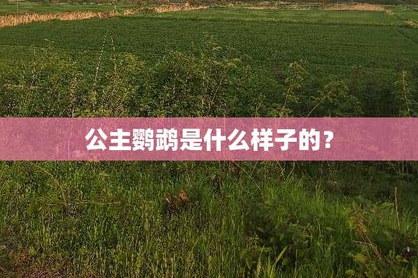 公主鹦鹉是什么样子的？