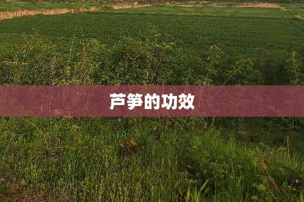 芦笋的功效