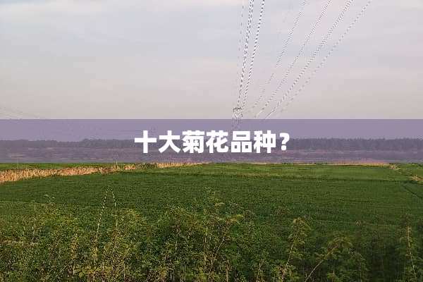 十大菊花品种？
