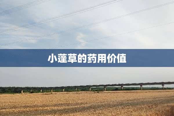 小蓬草的药用价值