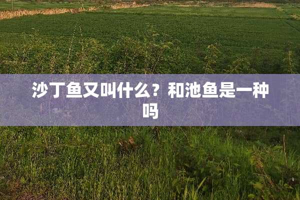 沙丁鱼又叫什么？和池鱼是一种吗