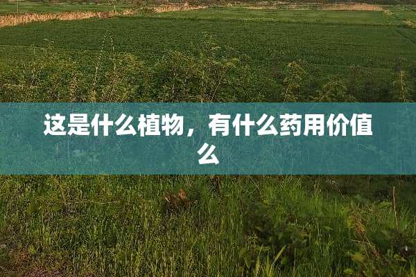 这是什么植物，有什么药用价值么