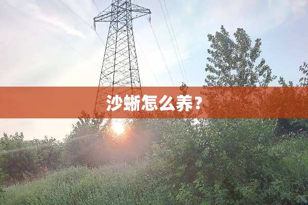 沙蜥怎么养？