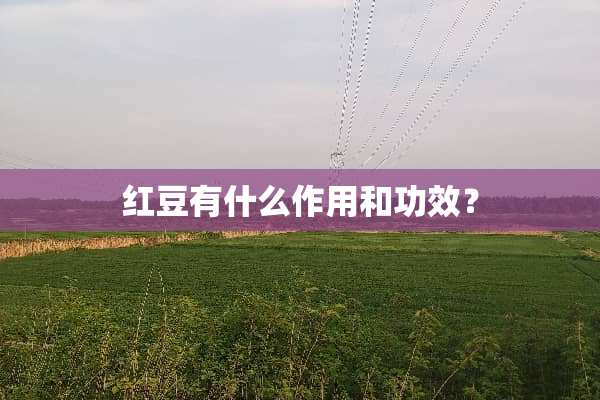 红豆有什么作用和功效？