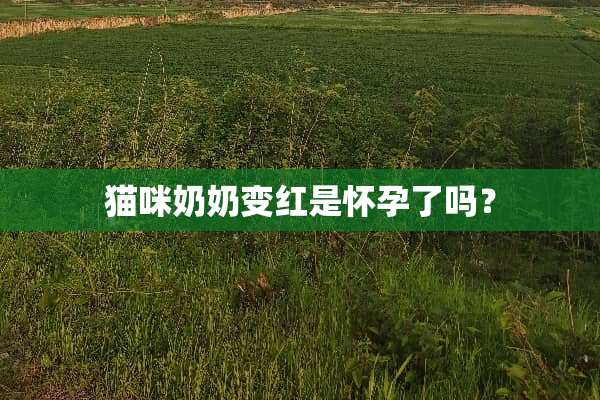 猫咪奶奶变红是怀孕了吗？