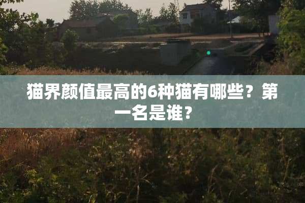 猫界颜值最高的6种猫有哪些？第一名是谁？