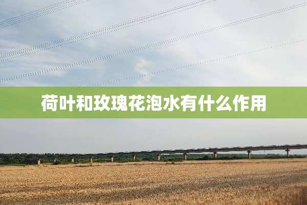 荷叶和玫瑰花泡水有什么作用