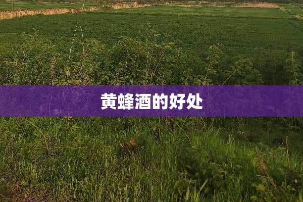 黄蜂酒的好处