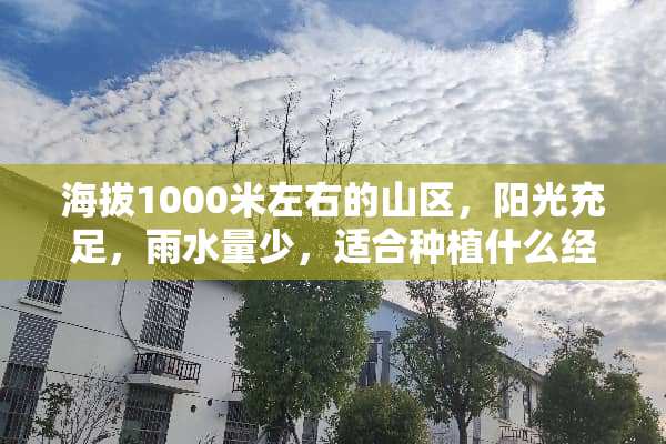 海拔1000米左右的山区，阳光充足，雨水量少，适合种植什么经济农作物？？